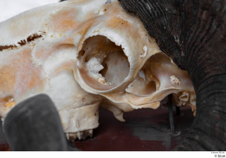 Skull Mouflon Ovis orientalis head skull 0019.jpg